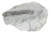 Fossil Crinoid (Synbathocrinus) - Monroe County, Indiana #232142-1